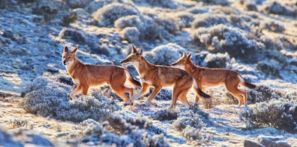 4 Days Bale Mountains Trekking Adventure