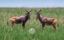 0313 - Ethiopie - Senkele - Swayne's hartebeest